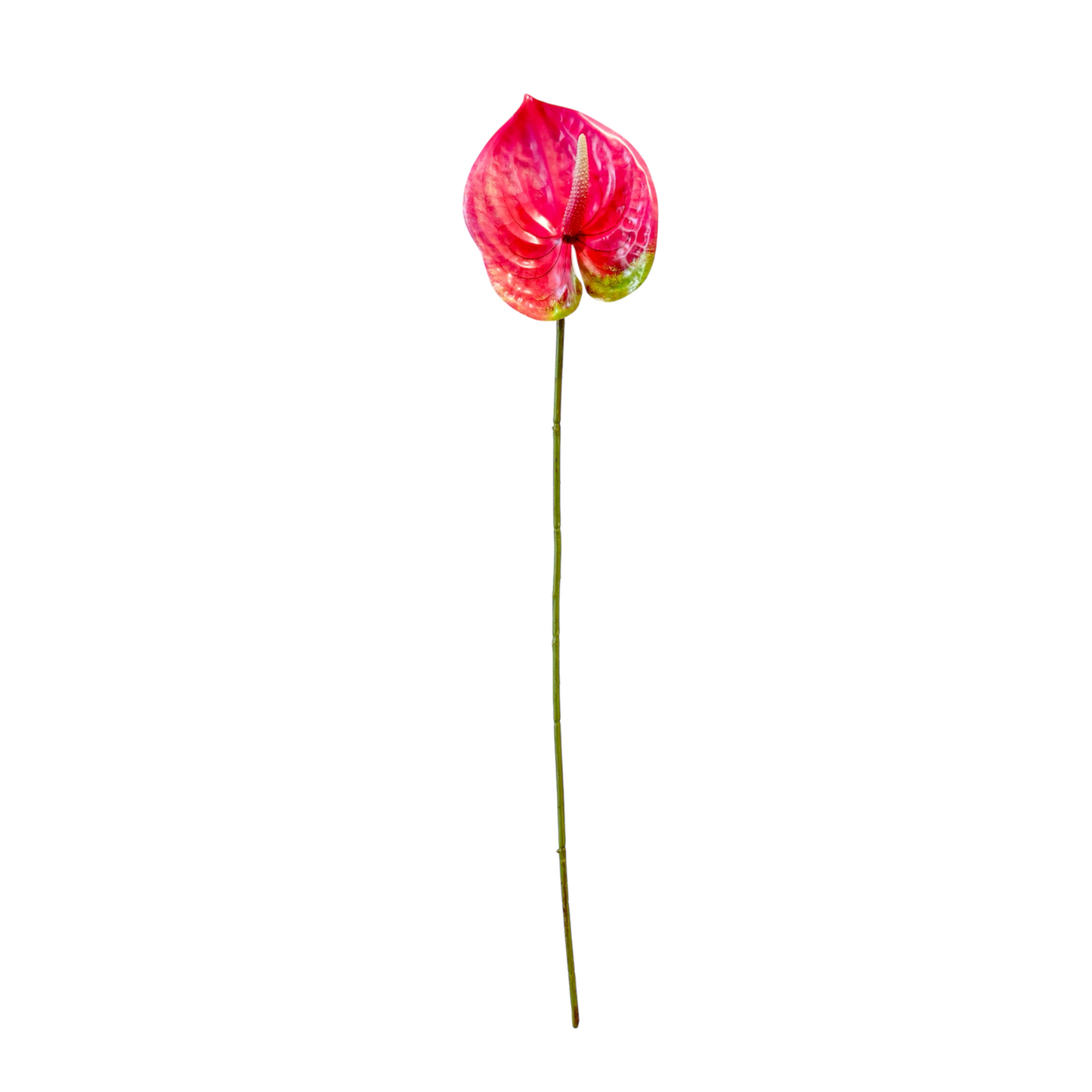 Anthurium