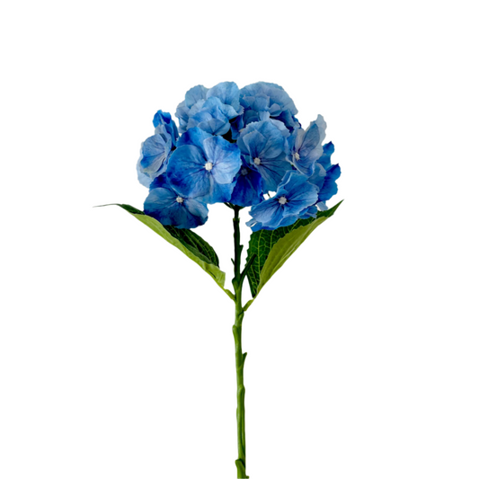 Blue Hydrangea