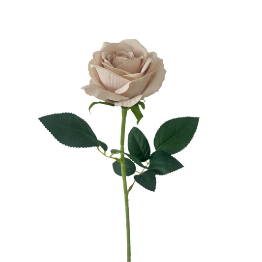 Blush Rose
