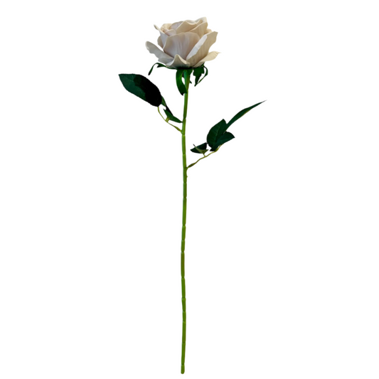 Blush Rose