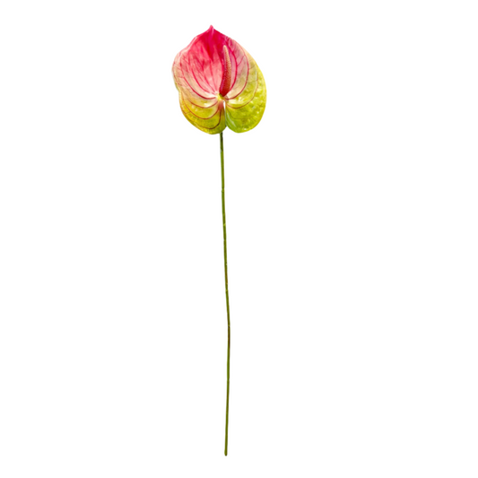 Green Rose Anthurium