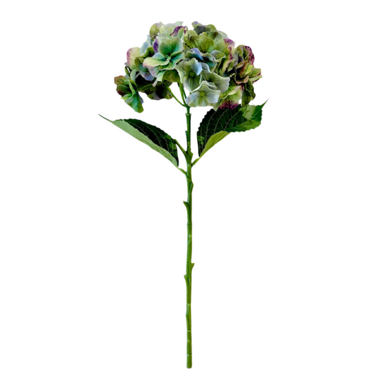 Green speckled Hydrangea