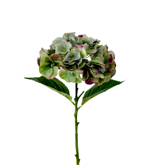 Green speckled Hydrangea