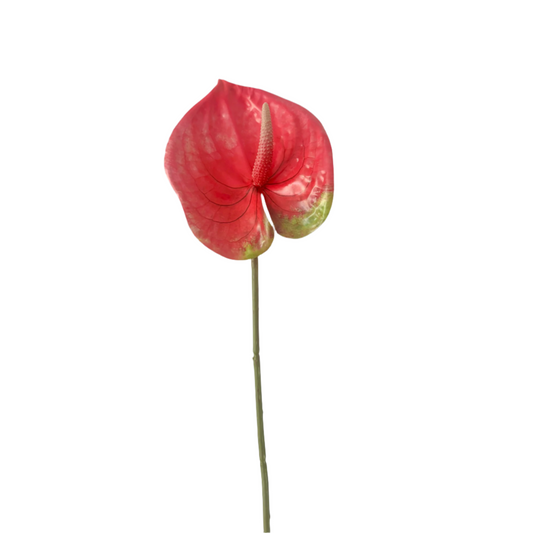 Rose Red Anthurium