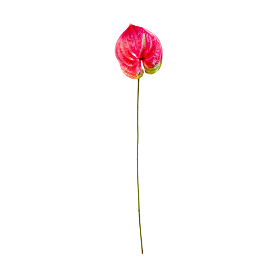 Rose Red Anthurium