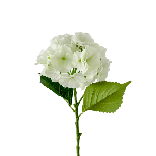White Hydrangea