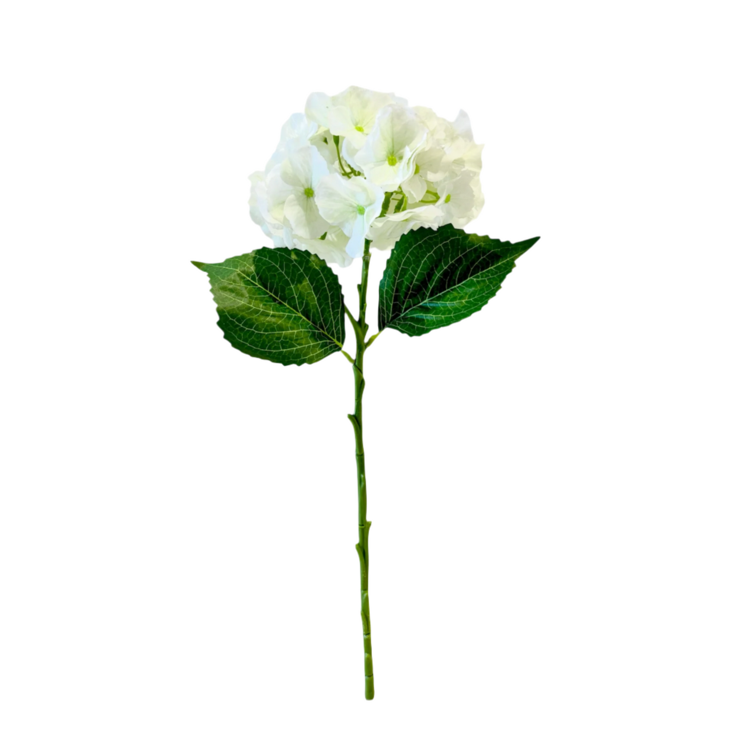 White Hydrangea